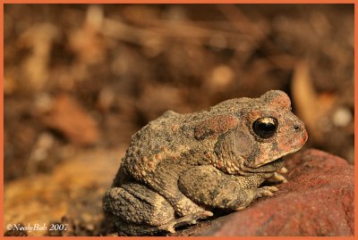 Toad March 11 *
