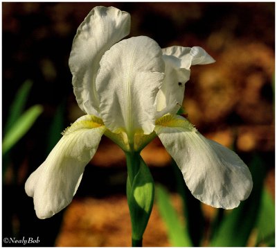 White Iris March 21 *