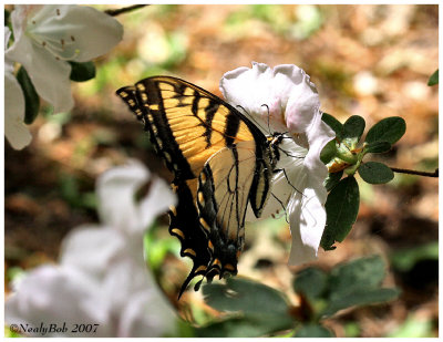 Butterfly April 2 *