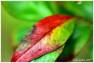 Nandina Leaf