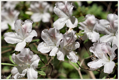 White Azaleas April 3 *