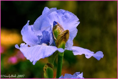 Blue Iris April 5 *