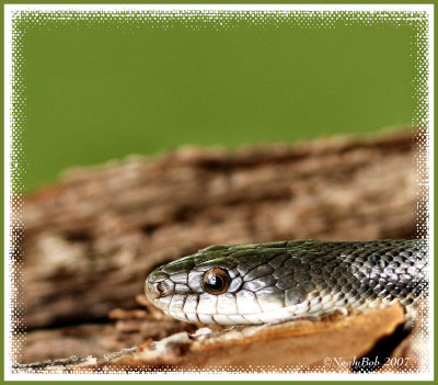 Sneaky Snake April 6 *