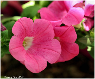 Pink Petunia April 18 *