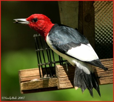 Red Headed Woodpecker April 20 *