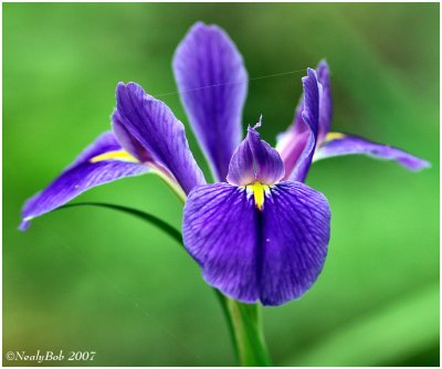 Louisiana Iris