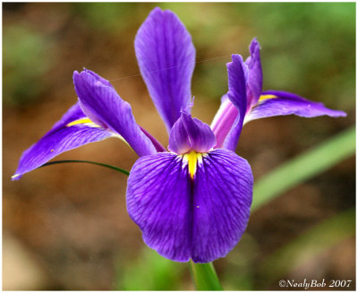 Louisiana Iris April 25 *