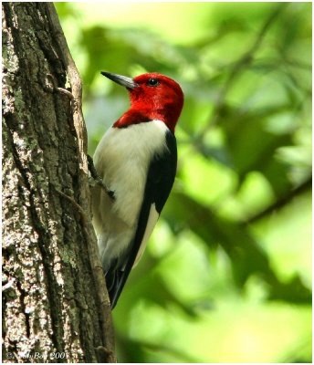 Red Headed Woodpecker April 28 *