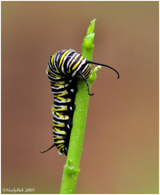 Monarch Caterpillar  May 2 *