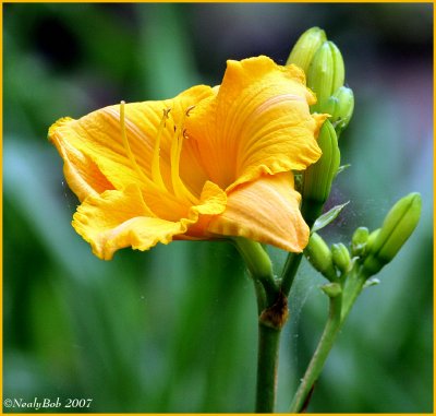 Day Lily