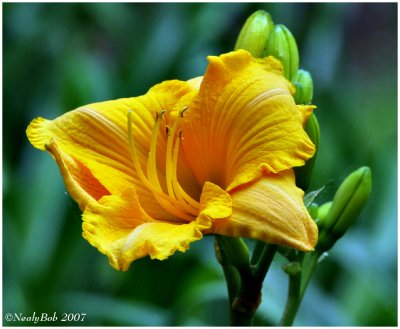 Yellow Day Lily