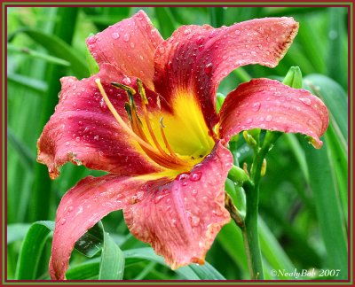 Day Lily May 16 *