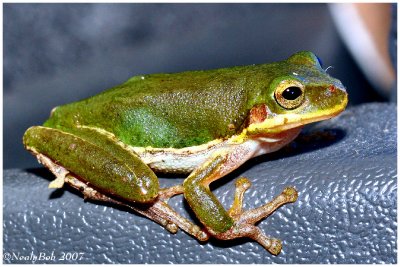 Green Tree Frog May 21 *