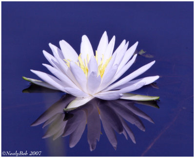 Water Lily May 23 *