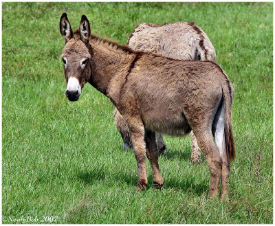 Donkey May 26 *