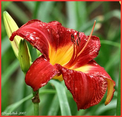 Day Lily June 4 *