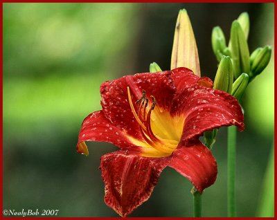 Day Lily June 5 *