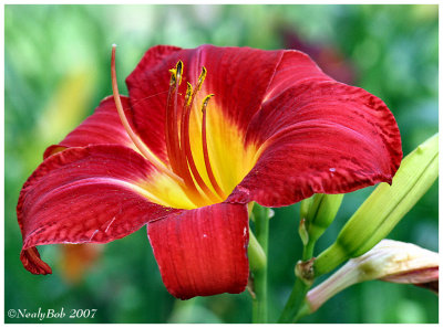 Day Lily June 7 *