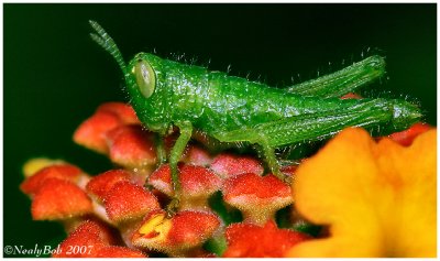 Tiny Grasshopper June 20 *