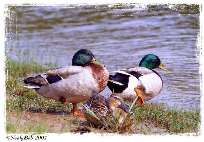 Three Ducks June 23 *