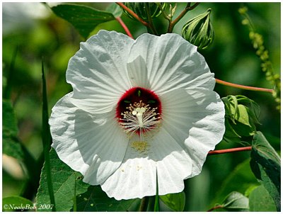 White Hibiscus July 4 *