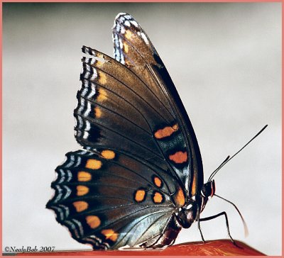 Red Spotted Purple Butterfly July 11 *