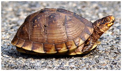 Box Turtle In The Road July 12 *