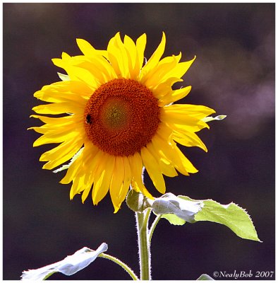 Sun Flower July 13 *