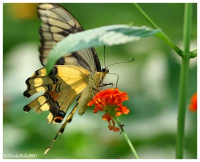Butterfly July 25 *