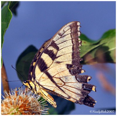 Tiger Swallowtail July 28 *