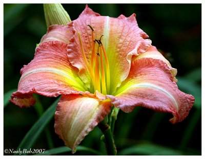 Day Lily July 29 *