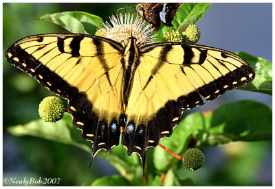 Tiger Swallowtail Butterfly July 30 *