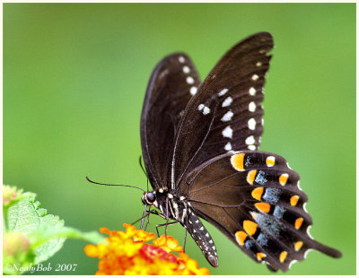 Spicebush Swallowtail Butterfly August 6 *
