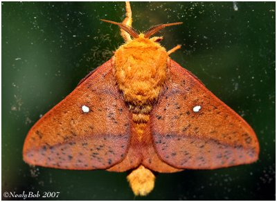 Moth August 16 *