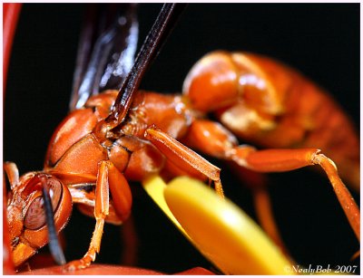 Wasp Close-Up