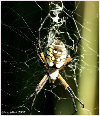 Garden Spider August 21 *