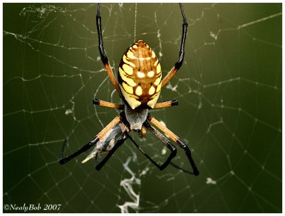 Garden Spider August 25