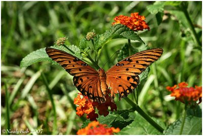 Gulf Fritillary