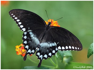 Spicebush Swallowtail August 29 *