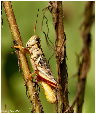 Grasshopper September 7 *