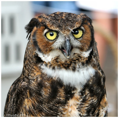 Great Horned Owl October  7 *