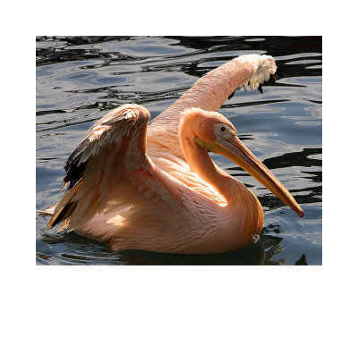 Pelican.jpg