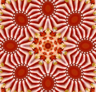Inspiration: Kaleidoscoped Dahlia
