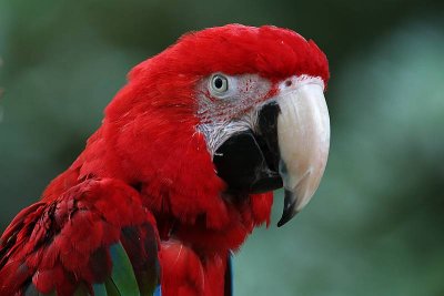 Green-winged Macaw