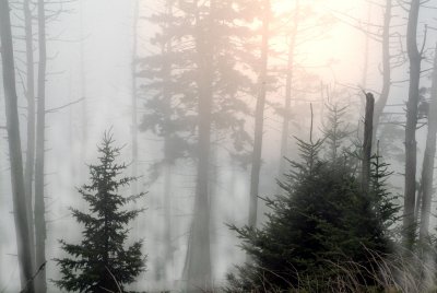 Morning in The Smoky Mountains