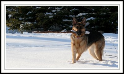 sadie in snow