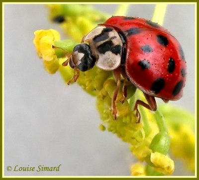 Harmonia axyridis / Multicolored asian lady beetle / Coccinelle asiatique multicolore