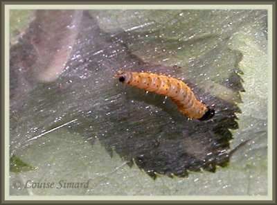 Chenille à tente estivale / Fall Webworm / Hyphantria cunea