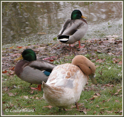 Canard domestique