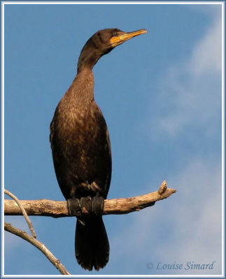 Cormoran  aigrettes /  Double-crested Cormorant